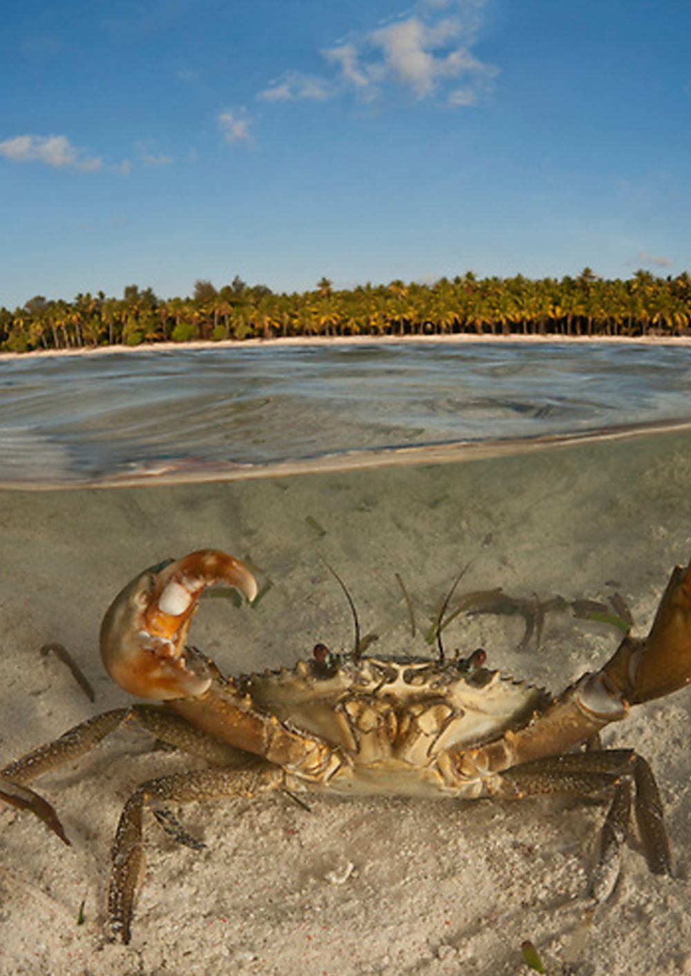 Mangrove Crab hunting with dinner