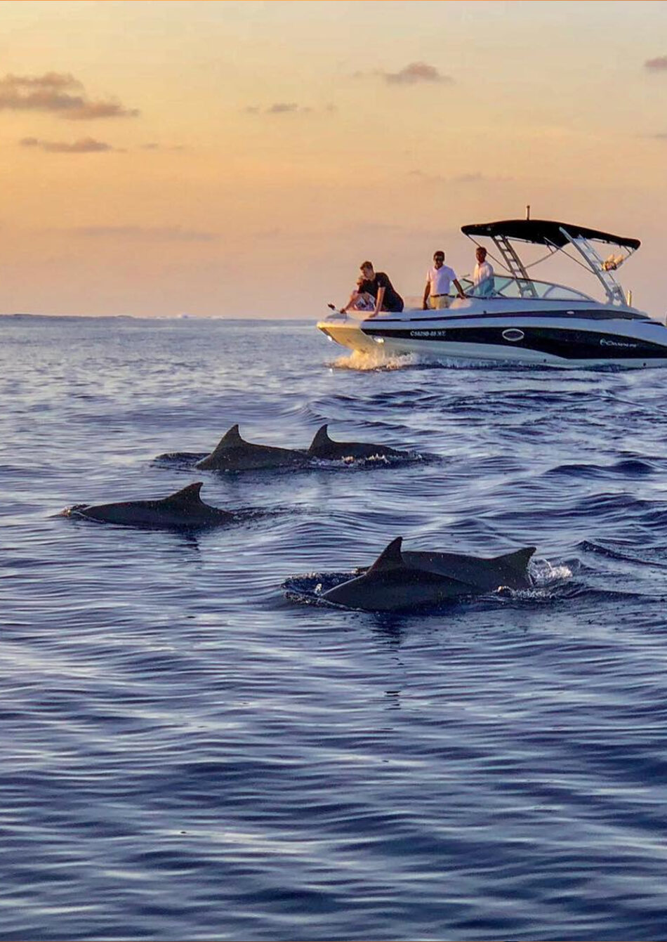 Dolphin cruise